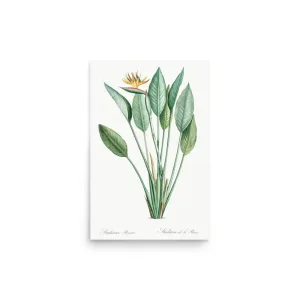 Crane Flower – Bird of Paradise Botanical Art Poster (Unframed)
