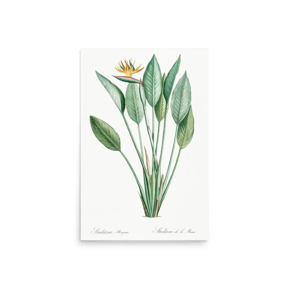 Crane Flower – Bird of Paradise Botanical Art Poster (Unframed)